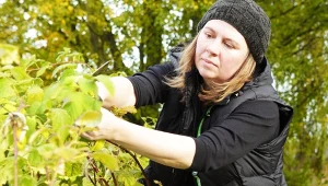 Podpowiadamy, jak przyciąć maliny powtarzające owocowanie.