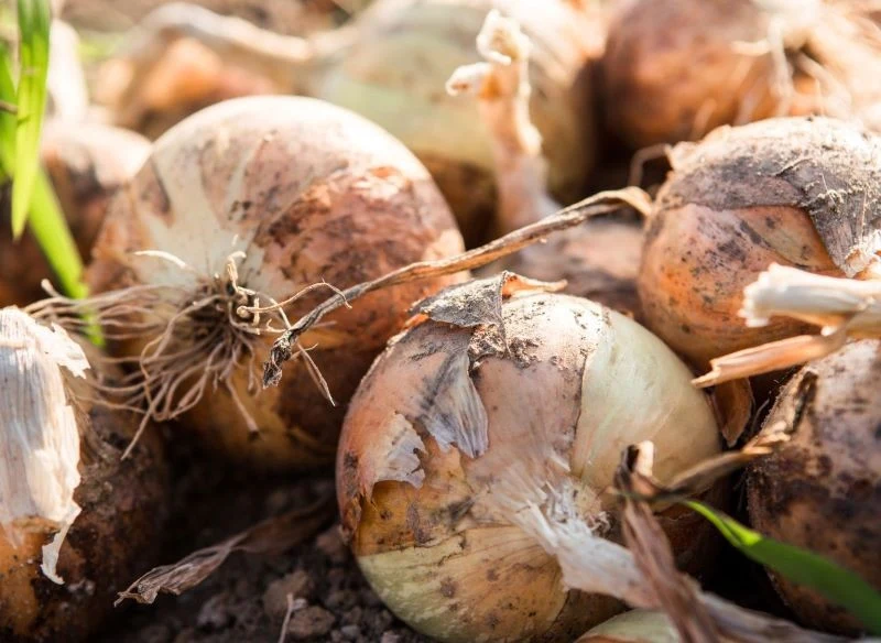 Soczyste cebule po wstępnym oczyszczeniu należy potrzymać w chłodzie, najlepiej na grządce, zanim trafią do spiżarni