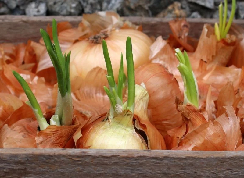 Według ogrodników nic nie stoi na przeszkodzie, by jeść cebule, które puściły liście, ale nie mają śladów podpsucia