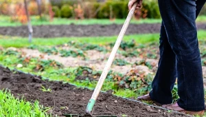 Mulczowanie gleby na jesień. Sposób na zbitą ziemię w ogrodzie