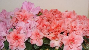 Azalia doniczkowa podbija serca miłośników roślin. Sprawdź, jakie ma wymagania.