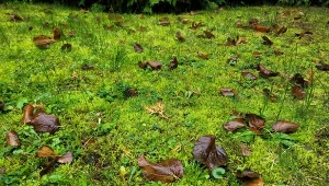 Jak pozbyć się mchu z trawnika? Wypróbuj naturalne sposoby