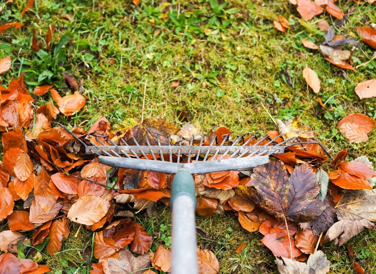 Mech ma płytki system korzeniowy, dlatego najpierw należy go dobrze wygrabić z trawnika.