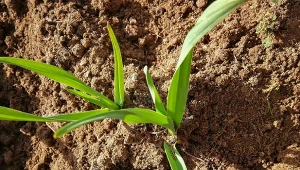 Jakie właściwości ma czosnek niedźwiedzi? Jest tego naprawdę sporo, sprawdź na co działa i czy można go jeść na surowo. Uważaj, istnieją rośli, które łatwo z nim pomylić.