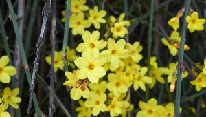 Przez całą zimę obsypuje się intensywnie żółtymi kwiatami. Jaśmin nagokwiatowy – uprawa i pielęgnacja