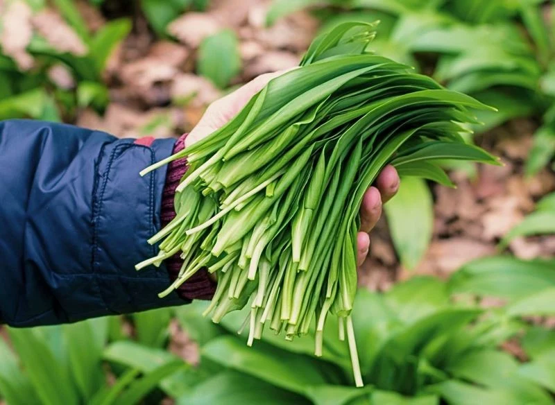 Czosnek niedźwiedzi świetnie rośnie w gruncie, ale na stanowiskach słonecznych może wypuszczać mniejsze liście