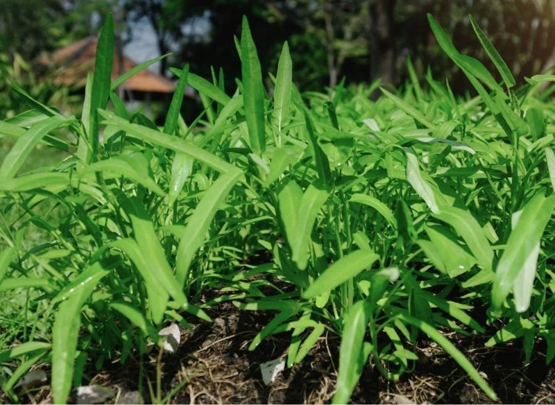 Kępiasto rosnący czosnek niedźwiedzi łatwo tworzy gęste, zielone łany