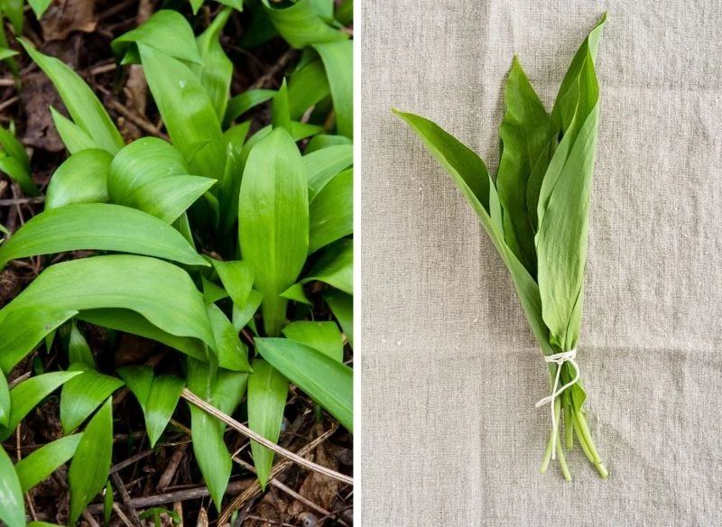 Liście czosnku niedźwiedziego potrafią mieć 2-6 cm szerokości, dlatego w naturze łatwo pomylić go z konwaliami lub ziemowitem jesiennym
