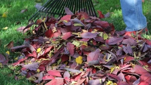 Zebrane z ziemi opadłe liście to skarb ogrodnika. Można z nimi zrobić tyle rzeczy i każda na swój sposób odżywia ogród.