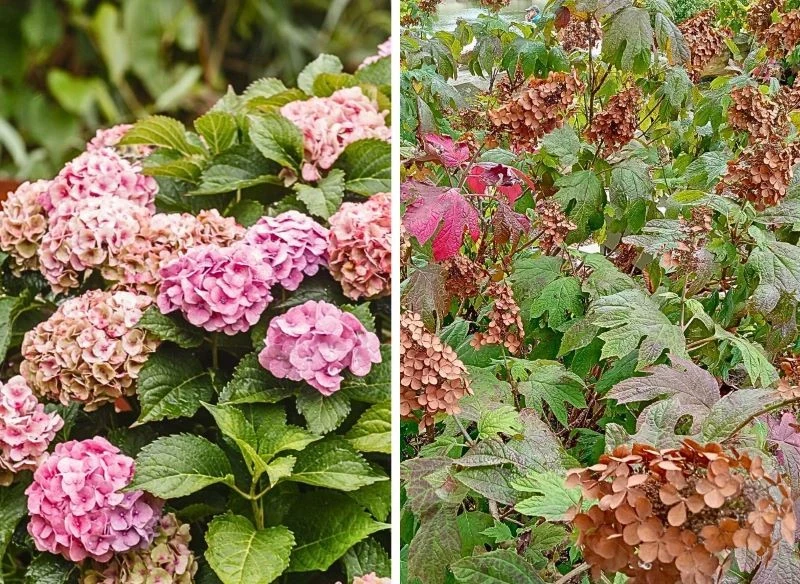 Przekwitające hortensje utrzymują długo estetyczną formę i przyjmują ciekawe kolory