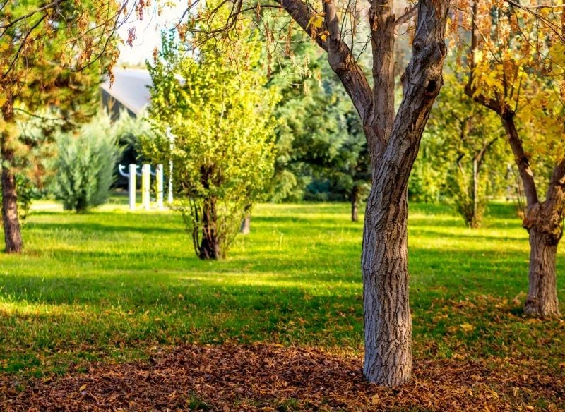 Pozostawione pod drzewami liście tworzą naturalną warstwę ochronną dla gleby dokładnie tak, jak w lesie