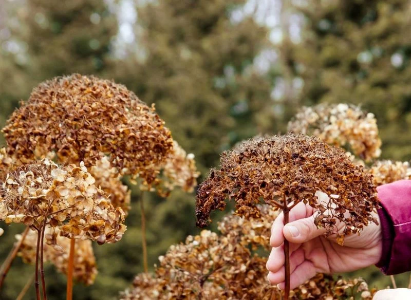 Wysuszone hortensje da się wykorzystać jako dekorację, a fragmenty pędów poniżej kwiatostanów mogą posłużyć do rozmnożenia ulubionych okazów