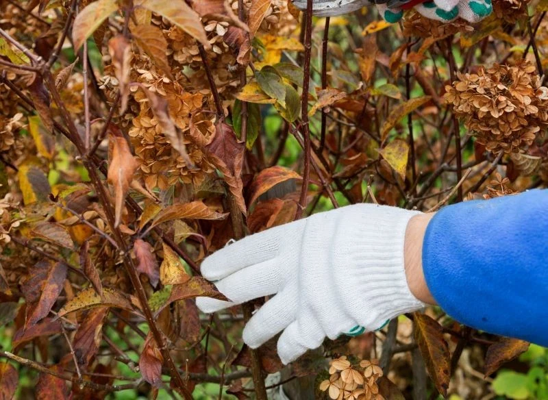 Po przycięciu niektóre odmiany hortensji o słabszych pędach warto podwiązać