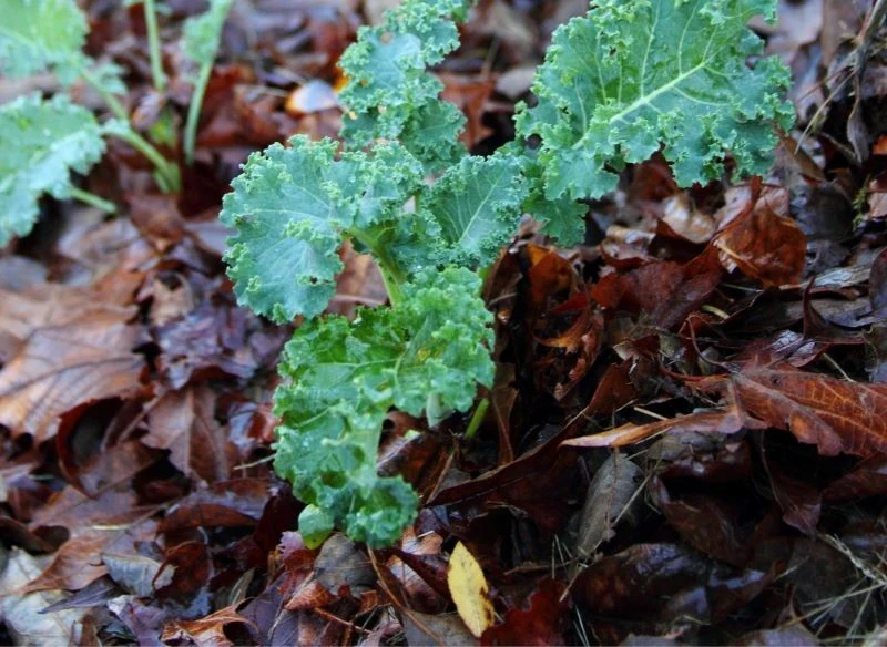 Ściółka z liści rozłożona na grządkach i rabatach to świetne rozwiązanie, ale pamiętaj, aby rozdrobioną częściowo masę zabezpieczyć siatką, inaczej...