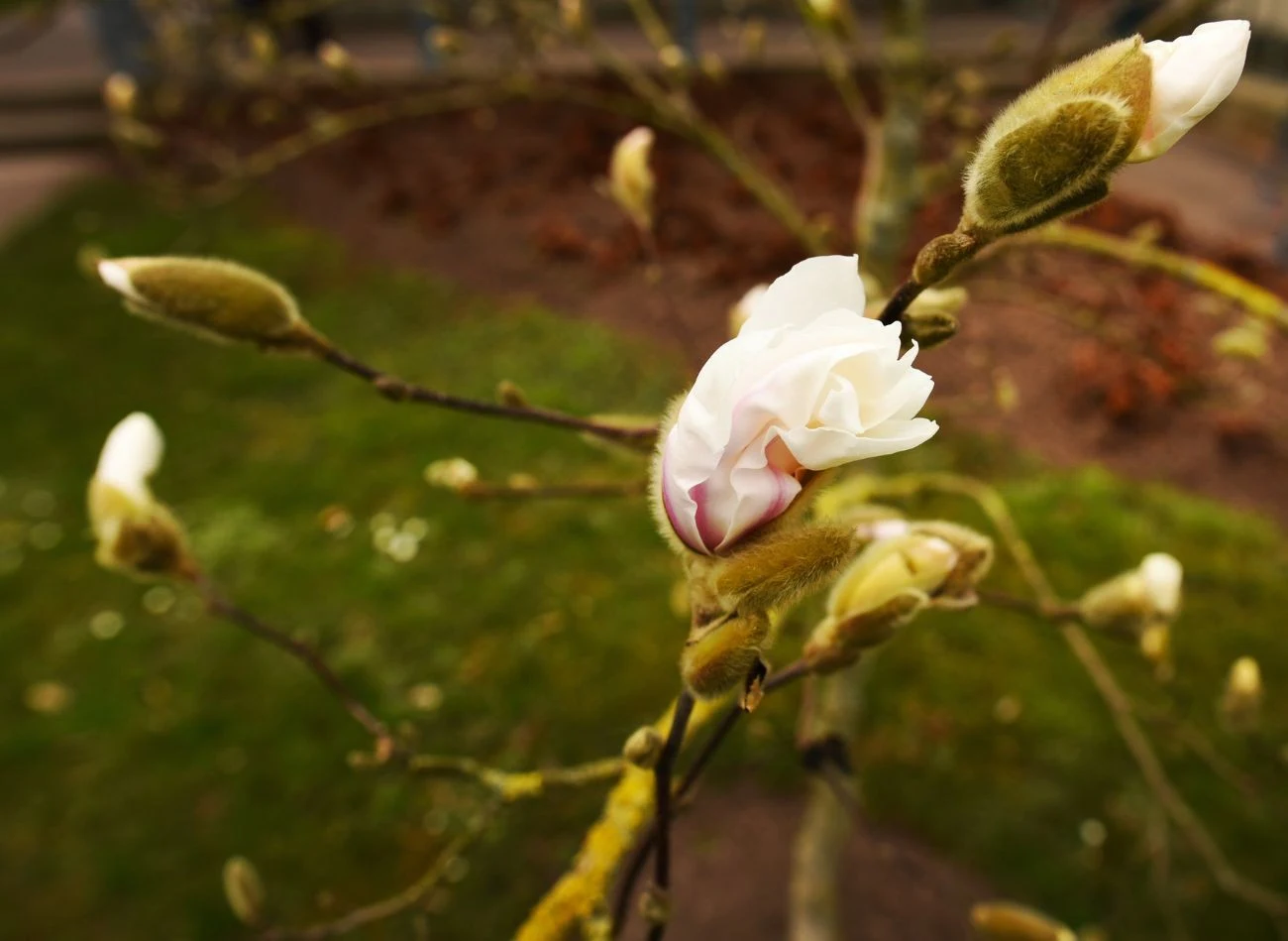 Przy magnoliach wcześnie kwitnących warto zabezpieczyć pąki kwiatowe.