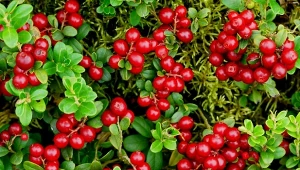 Borówka brusznica (Vaccinium vitis-idaea) to długowieczna krzewinka o wartościowych owocach.