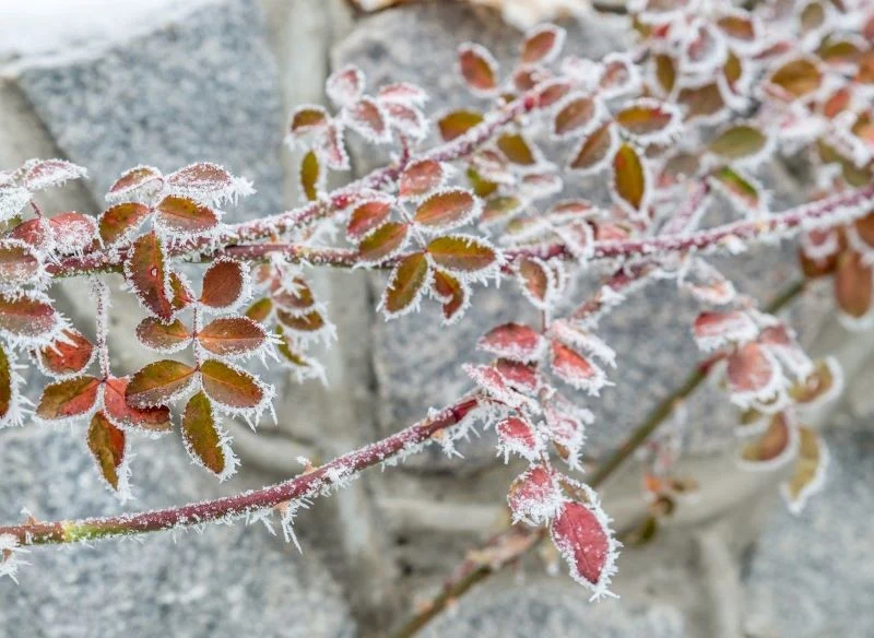 Niektóre rośliny bez trudu potrafią przetrwać nawet bardzo srogie zimy