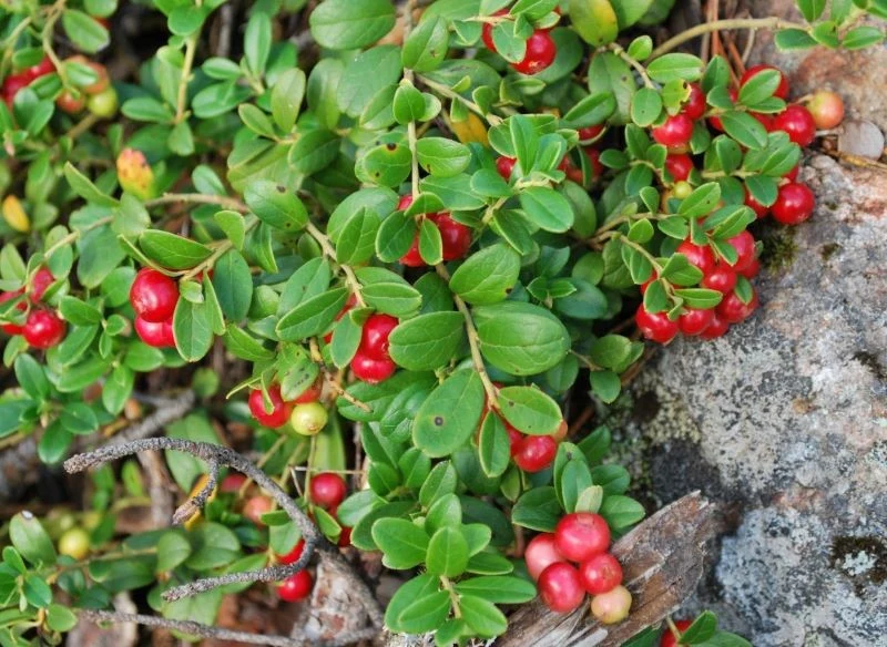 Borówka brusznica występuje w lasach, ale można uprawiać ją w ogrodzie