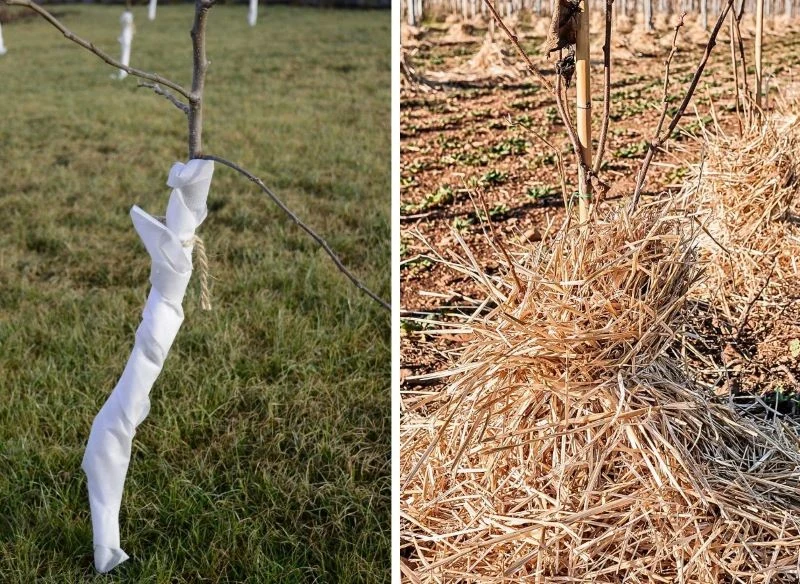 Zabezpieczenie pnia drzewka, krzewu owocującego lub delikatniejszych pędów u nasady rośliny pozwala lepiej chronić ją, gdy jest młoda, w okresie re...