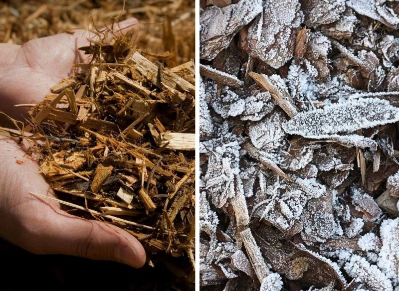 Nie rezygnuj ze ściółkowania roślin