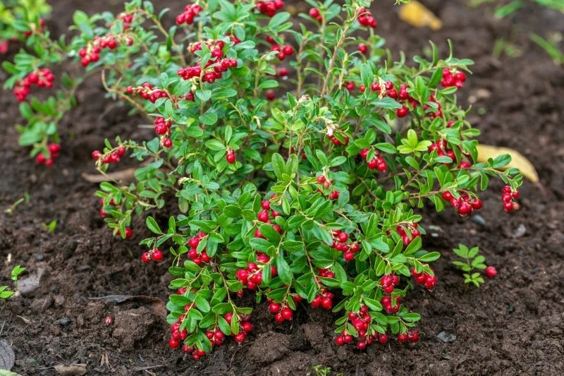 Najciekawsze odmiany borówki brusznicy powtarzają owocowanie