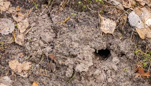 Sprawdź, jak rozpoznać, że masz w ogrodzie karczownika.