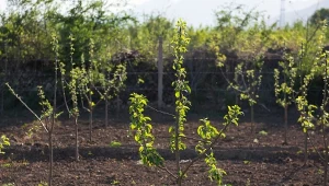 Jak sadzić jabłonie jesienią? Poznaj odmiany, które są odporne na niskie temperatury.