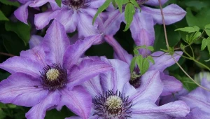 Sprawdź, jak zabezpieczyć powojniki na zimę, aby bujnie zakwitły w następnym sezonie.