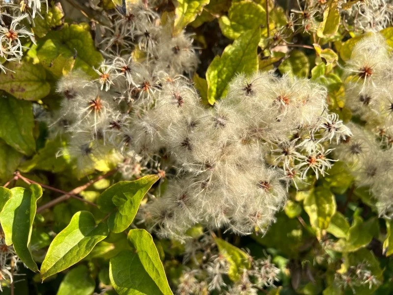 W surowe zimy powojniki mogą przemarzać