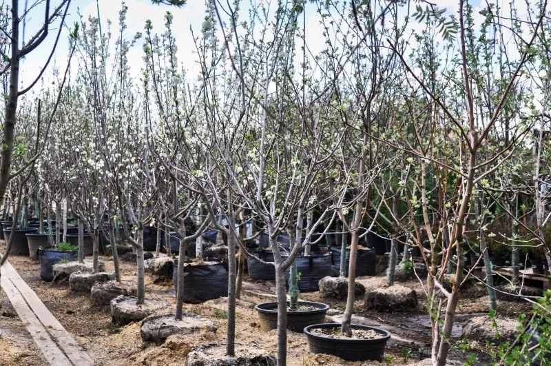 Istnieje wiele odmian jabłoni, które różnią się m