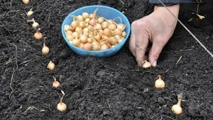 Późna jesień to najlepszy czas na sadzenie cebuli dymki. dlaczego?