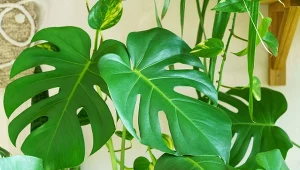 Choć monstera nie należy do roślin trudnych w uprawie, wymaga od nas wsparcia.