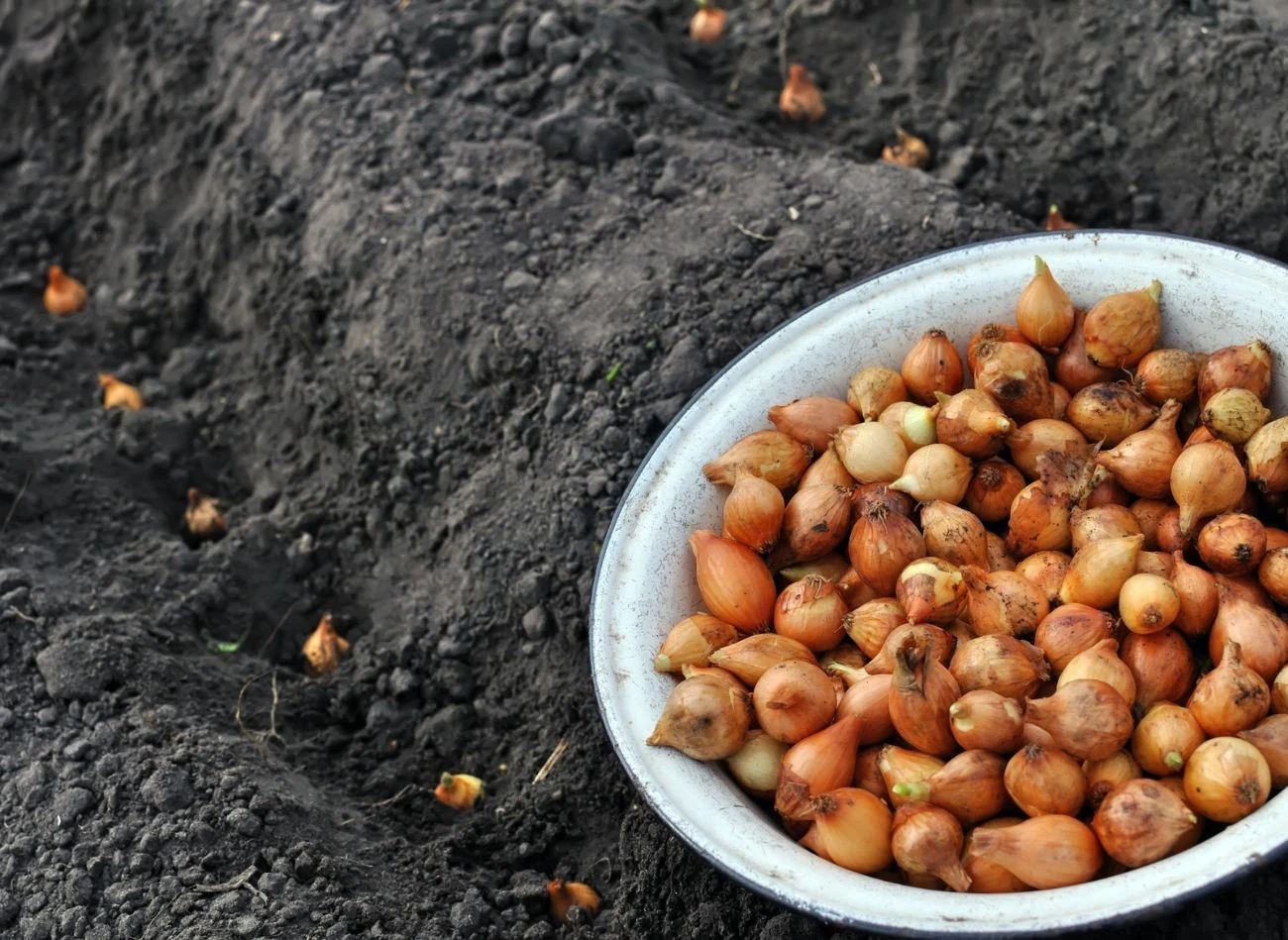 Cebula dymka ma wiele odmian, warto wybrać te najlepsze - nie tylko smaczne, ale też takie, które będą zdrowo rosły