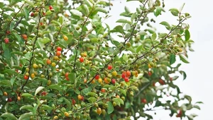 Oliwnik, australijski krzew coraz chętniej wybierany jest do uprawy w polskich ogrodach. Dekorują go kwiaty i kolorowe owoce.