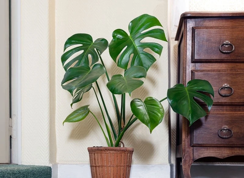 Monstera wymaga regularnego podlewania, ale nie można dopuścić do nadmiaru wilgoci w podłożu