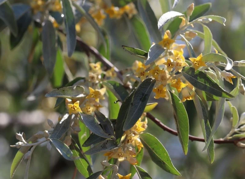 Miododajny oliwnik w porze kwitnienia przyciąga masę owadów