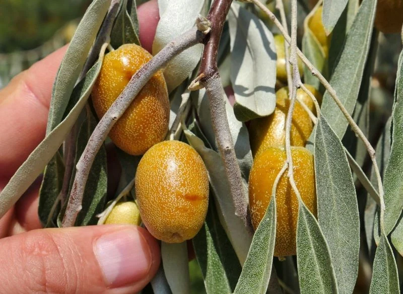 Owoce oliwnika są czerwone, żółte, żółtobrązowe - w smaku słodkie i mączne lub słodko-kwaśne