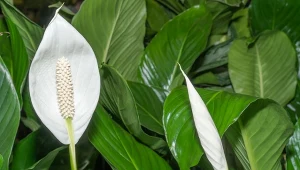 Wyjaśniamy, dlaczego warto przycinać skrzydłokwiaty.