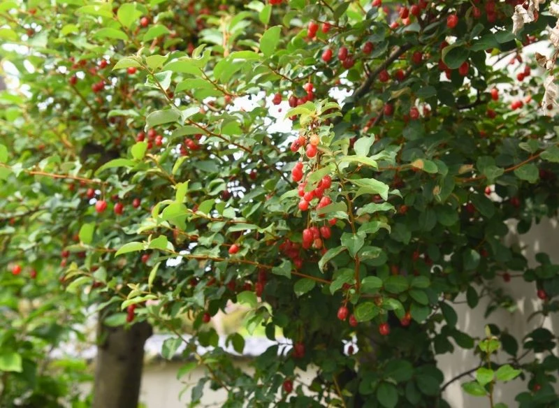 Oliwnik o drzewiastym pokroju obsypany owocami na przełomie września i października