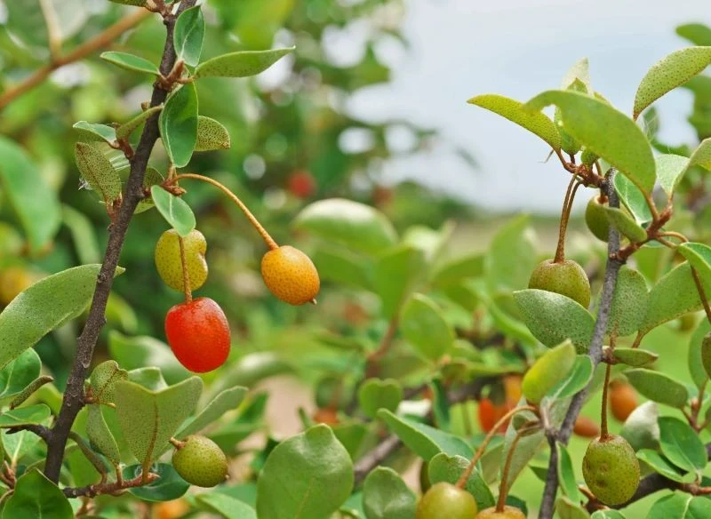 Owocujący oliwnik to prawdziwa ptasia stołówka