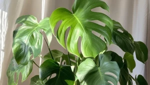 Dlaczego monstera nie rośnie? Powodów takiego stanu rzeczy jest wiele.