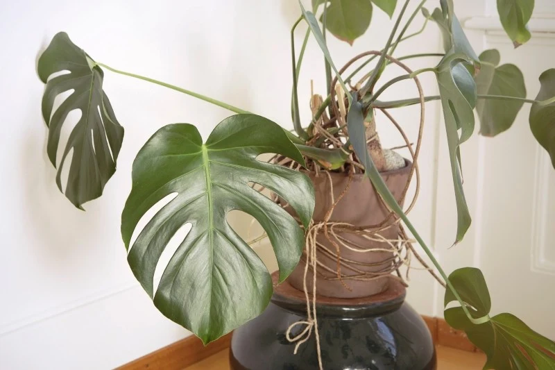 Monstera wymaga zastosowania odpowiedniej podpory