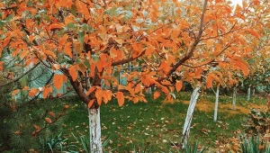 Parch jabłoni, groźna choroba grzybowa, potrafi rozwijać się tuż pod drzewami w ogrodowym sadzie. Jak temu zapobiec?