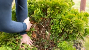 Jak pielęgnować tuje w listopadzie, by nie zbrązowiały zimą?
