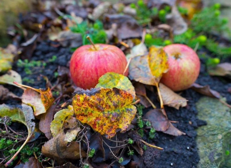 Leżące pod drzewami liście, niezebrane i pozostawione na zimę, to nie tylko siedlisko grzybów odpowiedzialnych za rozwój parcha jabłoni, lecz także...