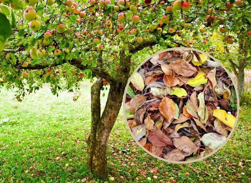 Poświęć czas na jesienne porządki w ogrodzie