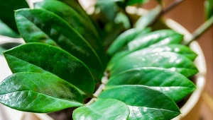 Rośliny doniczkowe potrzebują nawożenia. Jak przygotować domowe odżywki i jak je stosować?