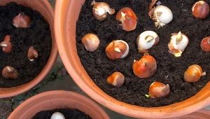 Jak sadzić tulipany w donicach? Dzięki tej metodzie cebulki nie zgniją i pięknie zakwitną na wiosnę.
