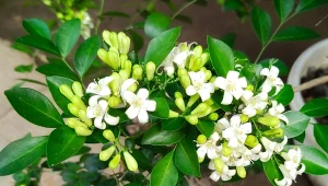 Murraya wiechowata, kuzynka cytrusów, doskonale rośnie w doniczkach i nie wymaga zaawansowanej opieki. Zachwycają nie tylko jej kwiaty, lecz także ożywczy zapach.