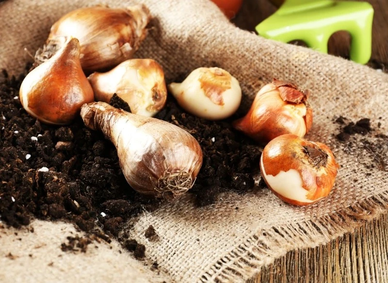 Najlepszym terminem na sadzenie tulipanów jest jesień